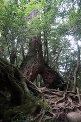 trunk of a tree