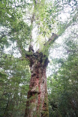 tree in forest