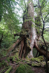 trunk of a tree