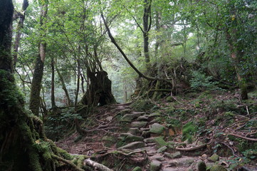 tree in forest