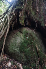 tree in the forest