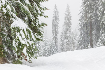 Snow in the woods. Plans of Luzza. Forni Avoltri