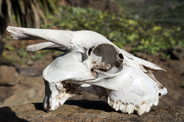 Obraz premium Skull of goat on the rock