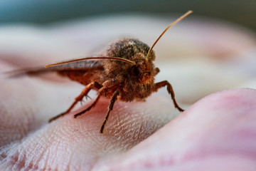 Moth