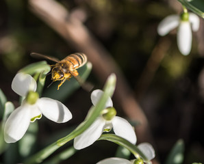 fliegende Biene an Schneeglöckchen - Makroaufnahme