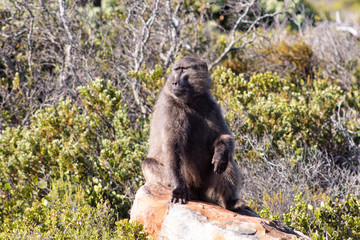 Wild baboon sitting on a rock; South African wild animals