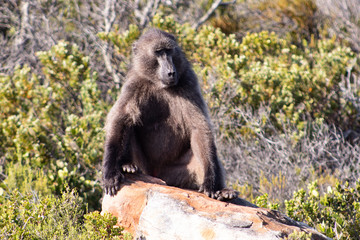 Wild baboon sitting on a rock; South African wild animals