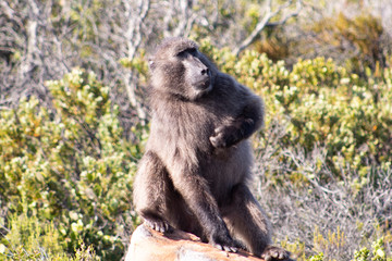 Wild baboon scratching its itchy chest. South African wild animals