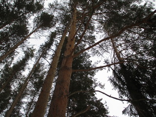 trees in the forest