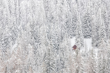 Fototapeta premium Snow magic. Walk in the ancient village of Sappada. Friuli