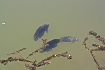 Adultos de Australoheros facetus, el chanchito, pez perteneciente a la familia de los cíclidos nativo del sur de América, especie exótica en España y Portugal.