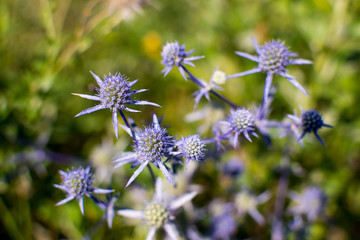 bright and juicy flowers in the fields
