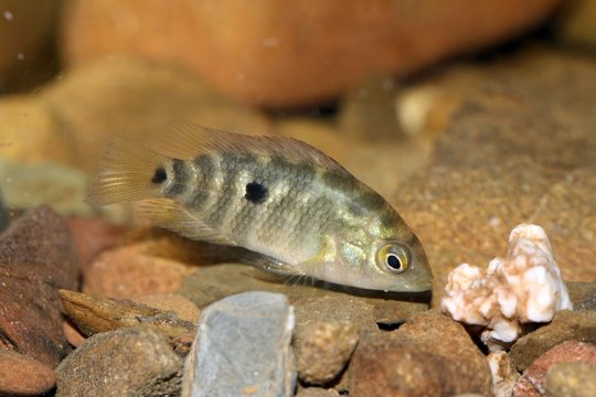 Alevín de Australoheros facetus, el chanchito, pez perteneciente a la familia de los cíclidos nativo del sur de América, especie exótica en España y Portugal.