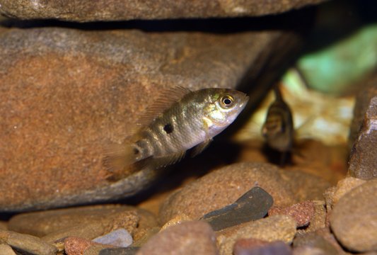 Cría de Australoheros facetus, el chanchito, pez perteneciente a la familia de los cíclidos nativo del sur de América, especie exótica en España y Portugal.