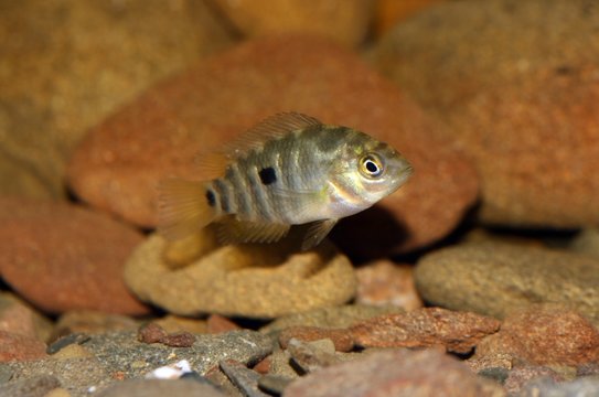 Cría de Australoheros facetus, el chanchito, pez perteneciente a la familia de los cíclidos nativo del sur de América, especie exótica en España y Portugal.
