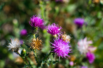 bright and juicy flowers in the fields