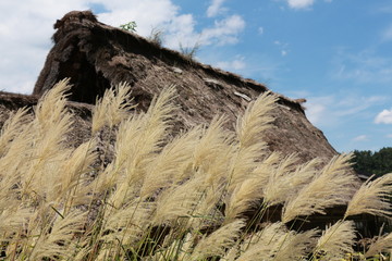 japanese pampas grass and thatched old house