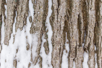 Obraz premium Tree bark. Brown background. Snow on the tree. 