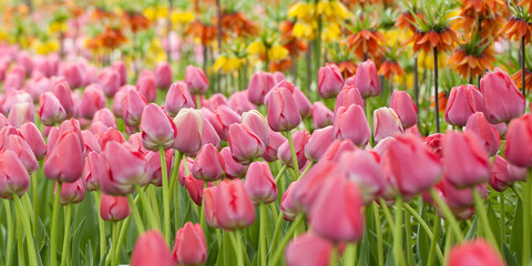 Fototapeta premium park with beautiful bright colors