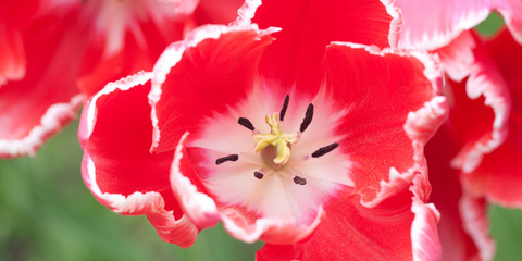 beautiful red-white tulips