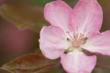 Naklejka na ściany i meble sakura blooming with pink delicate flower
