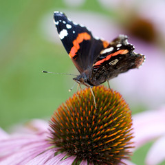 butterfly collects nectar on a flower