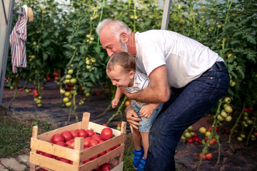 Fototapeta premium Grandfather and his grandson in greenhouse