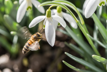 fliegende Biene an Schneeglöckchen - Makroaufnahme