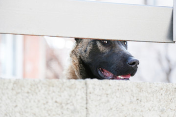 Fototapete bei efototapeten.de bestellen   