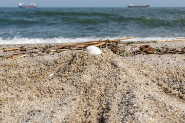 A seashell in the sand near the seashore.