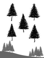 Fototapeta premium Free hand drawing set of conifer trees, nature design element.