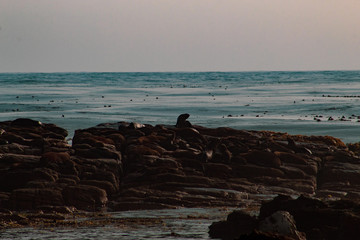 Seal colony in the Cape of Good Hope tip; south african wild animals