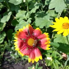 Obraz premium Beautiful nature