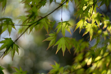 green maple leaves
