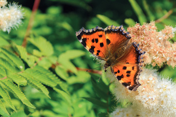 butterfly sits on a flowering branch of a plant