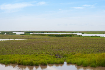 Fototapeta na wymiar Water and green grass wetland with blur sky, nature background