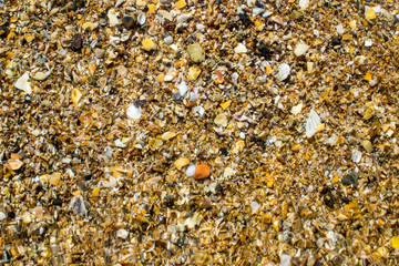 black sea coast strewn with yellow sand and small shells, washed by warm, salty sea water
