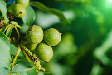 Green fruit of the walnut on the branch. Walnut tree.