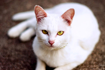 White Thai cat