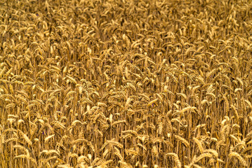Golden wheat field and sunny day. Yellow grain ready for harvest growing in farm field.