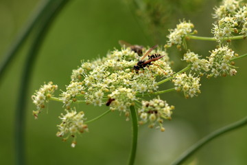 Wasps on top of dense green white flowers surrounded with other plants and leaves in background on local garden on warm sunny day