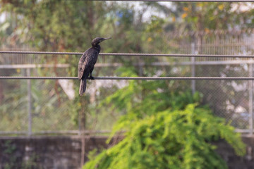 Asian birds around crocodiles in animal park