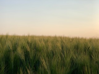 Barley rice field