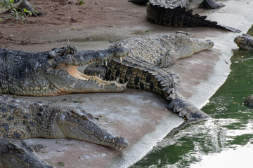 Crocodiles by a lake with other animals nearby