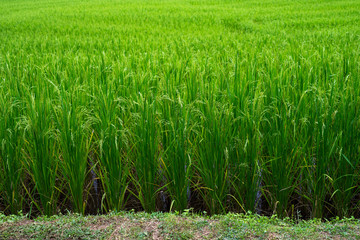 green rice field