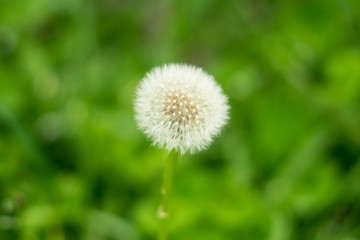 Dandelion with green background