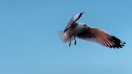 Seagull fly in the sky