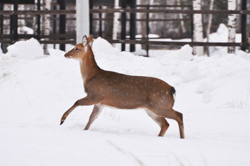 Deer running in the snow
