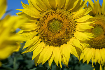 Obraz premium sunflowers field on sky background