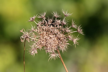 Wild carrot or Daucus carota or Birds nest or Bishops lace or Queen Annes lace biennial herbaceous plant with fully open dry flower head with clearly visible hairy seeds on green leaves background